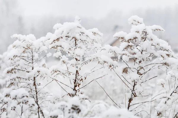 雪下的草地 — 图库照片