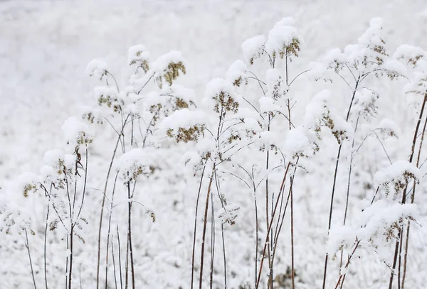 雪下的草地 — 图库照片