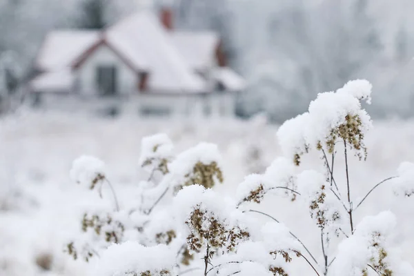 雪地下的草地和背景中的家庭住宅 — 图库照片