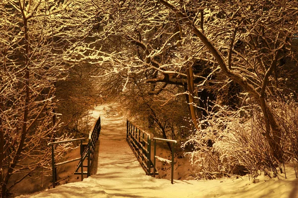 Árvores cobertas de neve no parque da cidade. Vista noturna . — Fotografia de Stock