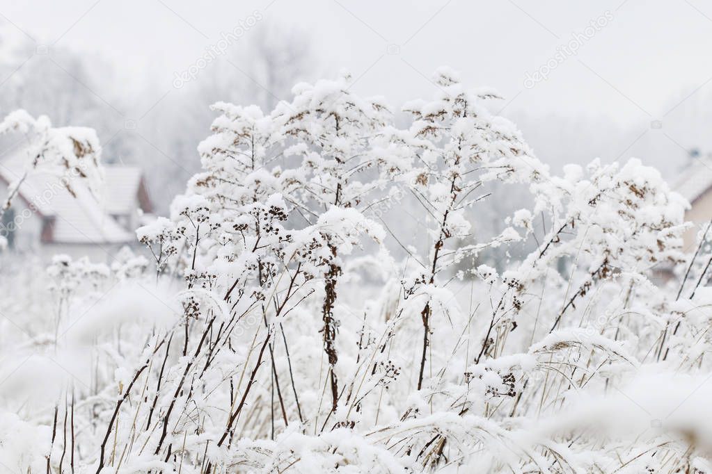 Meadow under the snow