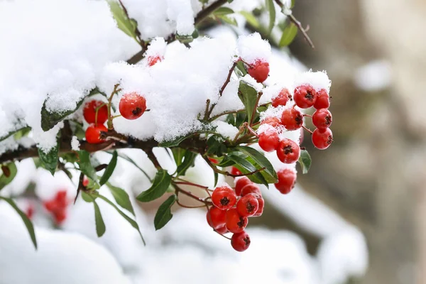 Červené bobule (cotoneaster horizontalis) pod sněhem — Stock fotografie