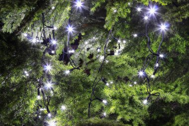 Noel ağacında led ışıklar. 