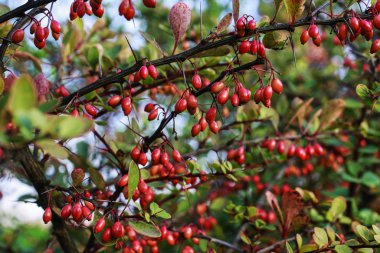 Berberis sonbahar bahçesinde. 
