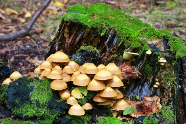 Kuehneromyces mutabilis mantar