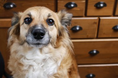 sevimli köpek portresi