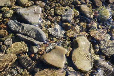 Su altında yosunla kaplı taşlar. 