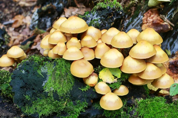 Champignons Kuehneromyces mutabilis — Photo