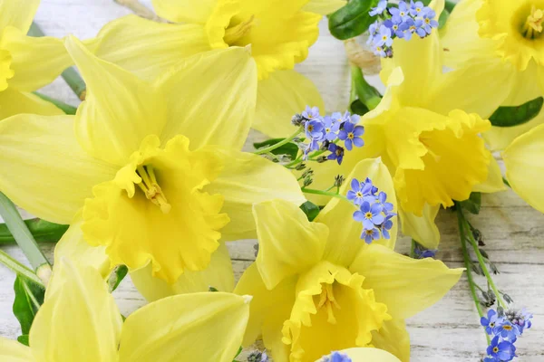 Нарциссы и цветы-забывчивые — стоковое фото