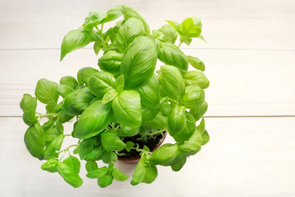 Planta de manjericão em fundo de madeira . — Fotografia de Stock