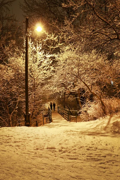 Árboles cubiertos de nieve en el parque de la ciudad. Vista nocturna . —  Fotos de Stock