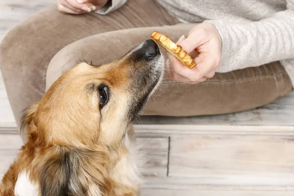 Mujer jugando con su adorable perro . — Foto de Stock