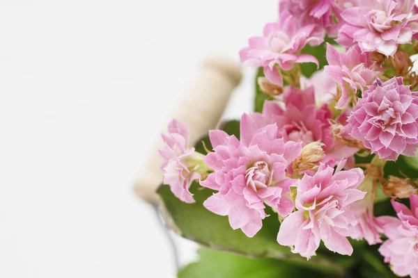 Kalanchoe blossfeldiana, commonly cultivated house plant. — Stock Photo, Image