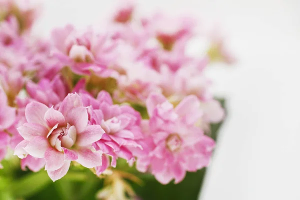 Kalanchoe blossfeldiana, pianta da casa comunemente coltivata . — Foto Stock