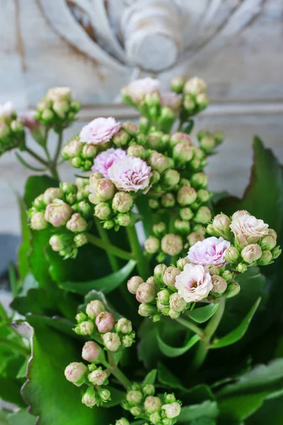Semplici composizioni per la casa con fiori popolari, muschio e ramoscello di edera — Foto Stock