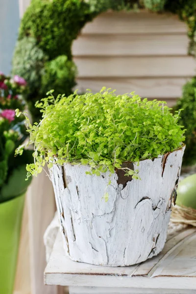Simple home arrangements with popular flowers, moss and ivy twig