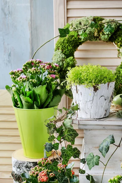 Прості домашні композиції з популярними квітами, мохом та плющем — стокове фото