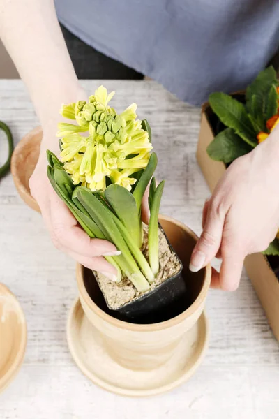 Woman working with yellow hyacinth flowers. Potting plants in sp — Stock Photo, Image