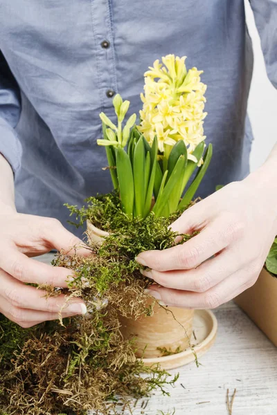 Femme travaillant avec des fleurs jaunes de jacinthe. Plantes en pot en sp — Photo
