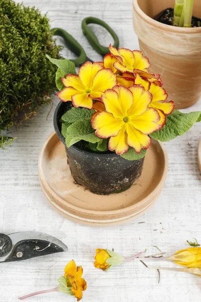 Florist workplace: colorful spring flowers and accessories. — Stock Photo, Image