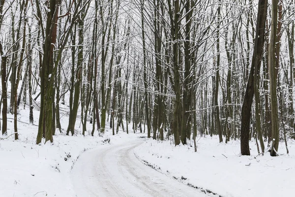 겨울 숲 속 도로. — 스톡 사진