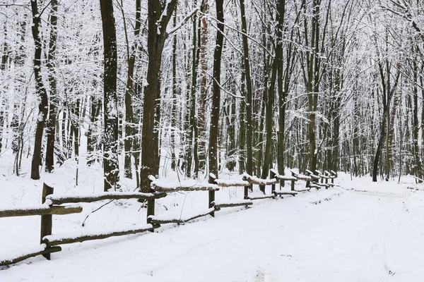 Estrada na floresta de inverno. — Fotografia de Stock