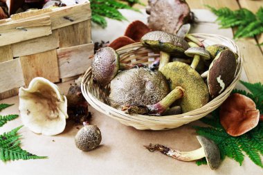 Sonbahar hobi: mantar toplama.