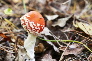 Ormanda kırmızı sinek agarik (Amanita Muscaria).