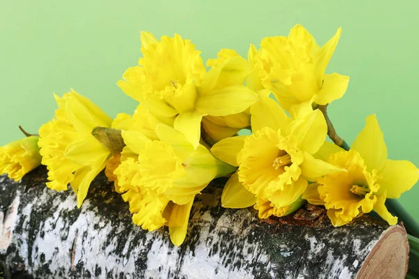 Easter decoration with daffodils on bark. — Stock Photo, Image