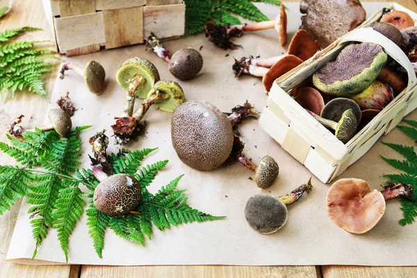 Podzimní hobby: výběr hub. — Stock fotografie