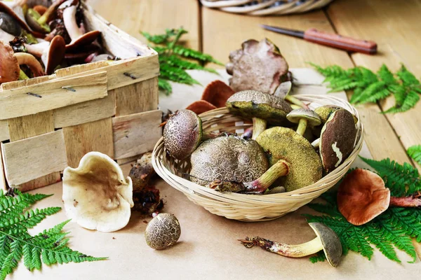 Passatempo autunnale: raccolta funghi . — Foto Stock