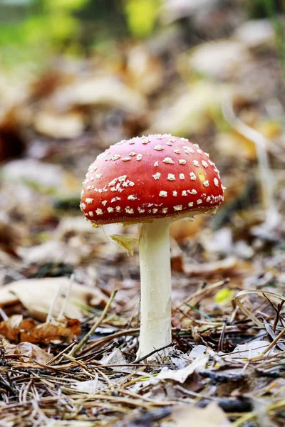 Красная муха агарическая (amanita muscaria) в лесу . — стоковое фото