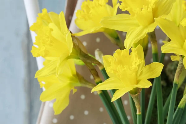 Jonquilles jaunes en boîte vintage argentée . — Photo