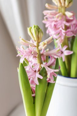 pembe sümbül çiçekleri.