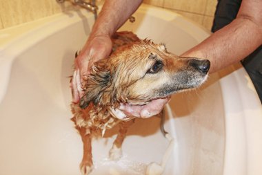 bir köpeğin banyo.