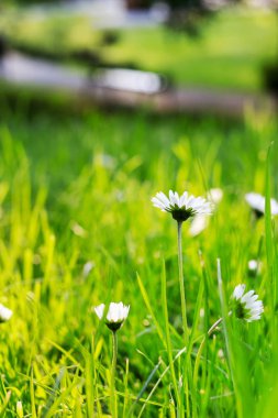 Bahar çayır çiçek açan papatyalar ile.