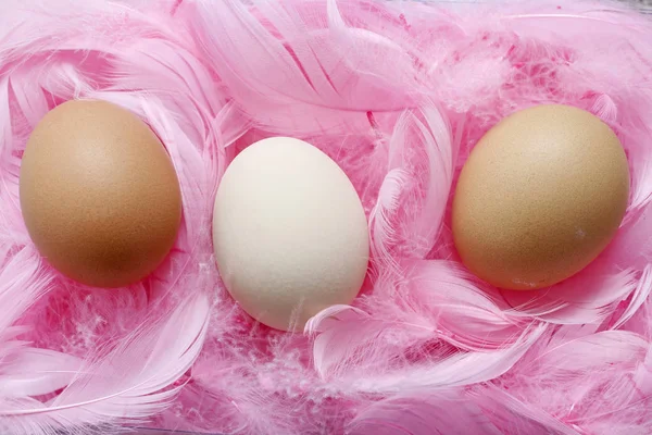 Eggs lying on pink feathers