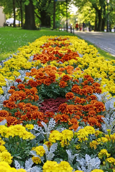 Flower bed with red, yellow and grey flowers. — Stock Photo, Image