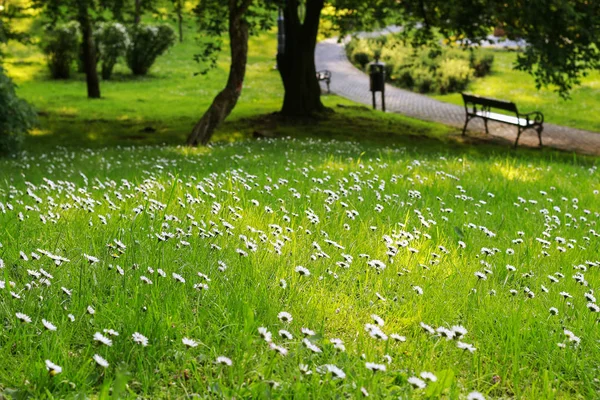 Spring meadow with blooming daisies. — Stock Photo, Image