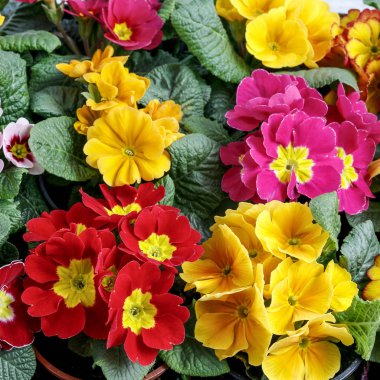 Renkli Primula çiçekler arka plan. 