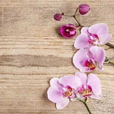 Ahşap arka plan üzerinde güzel pembe orkide çiçekler.