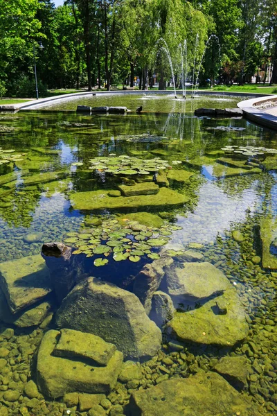 돌과 식물으로 아름 다운 연못 — 스톡 사진