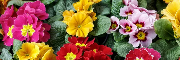 Fondo colorido de flores de primula . — Foto de Stock