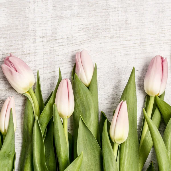 Bonitas tulipas rosa e branco no fundo de madeira — Fotografia de Stock