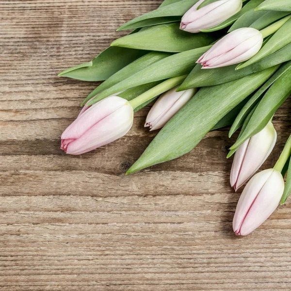 Beautiful pink and white tulips on wooden background — Stock Photo, Image