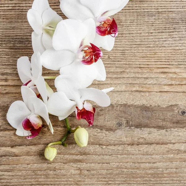 Hermosa orquídea blanca sobre mesa de madera marrón —  Fotos de Stock