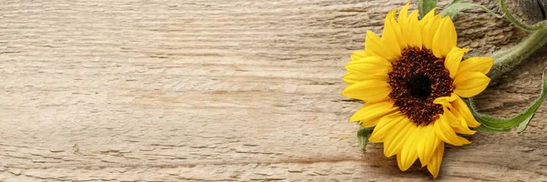 Single sunflower on wooden background — Stock Photo, Image