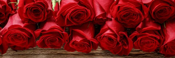 Πανόραμα κόκκινων τριαντάφυλλων. — Φωτογραφία Αρχείου