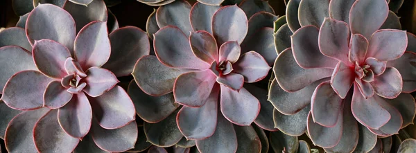 Plantas suculentas fundo, panorama . — Fotografia de Stock