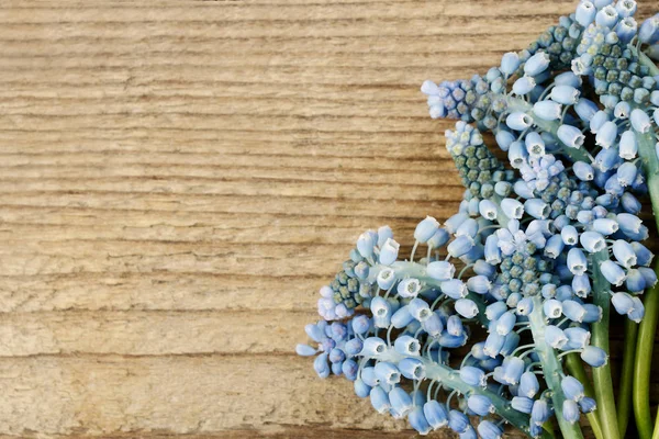 Μπλε muscari λουλούδια (υάκινθος σταφυλιών) σε ξύλινα φόντο. — Φωτογραφία Αρχείου